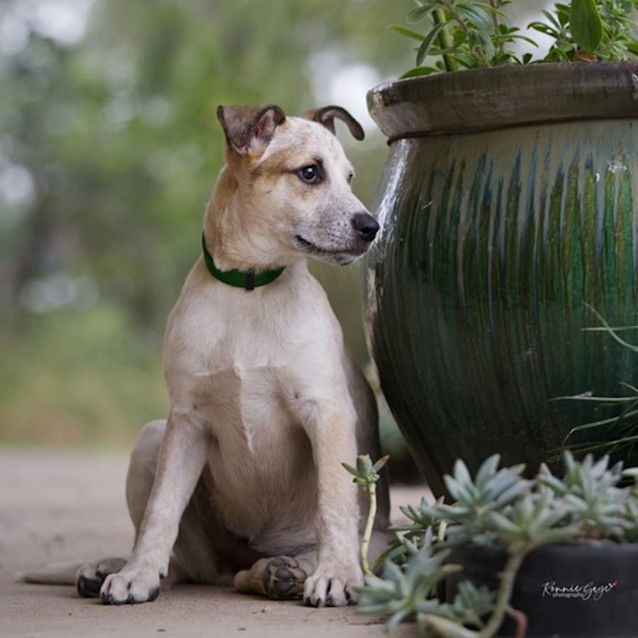 Photo of Petal *$250 Adoption Fee*