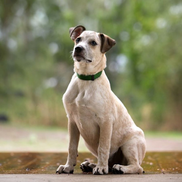 Photo of Petal *$250 Adoption Fee*