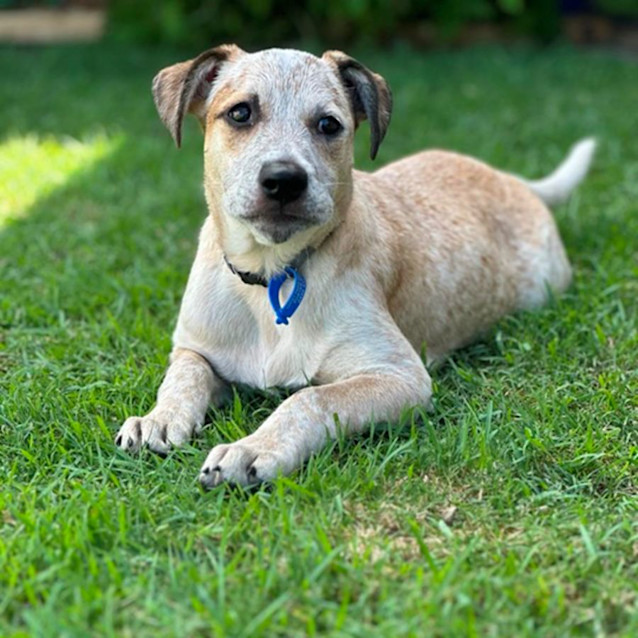 Photo of Petal *$250 Adoption Fee*