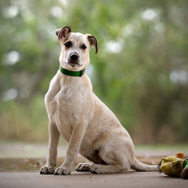 Photo of Petal *$250 Adoption Fee*