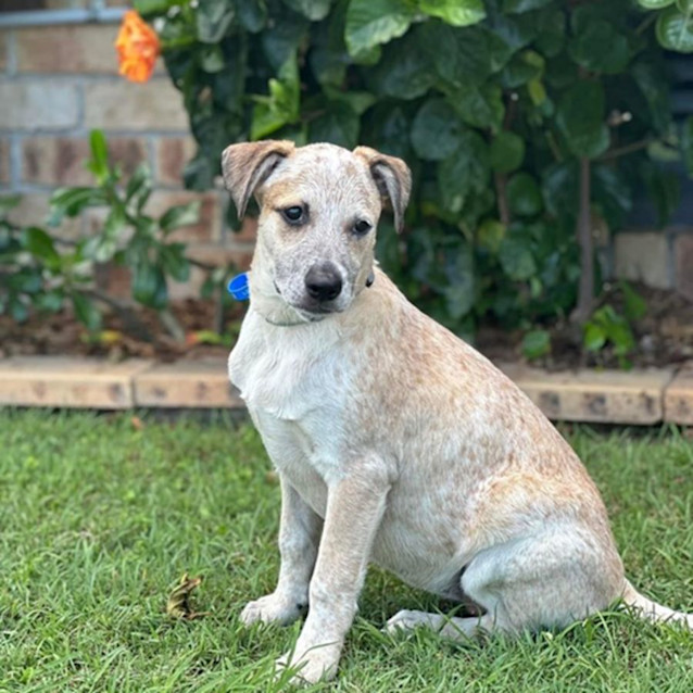 Photo of Petal *$250 Adoption Fee*