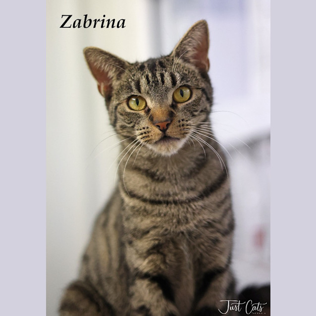 Photo of Zabrina   Petstock