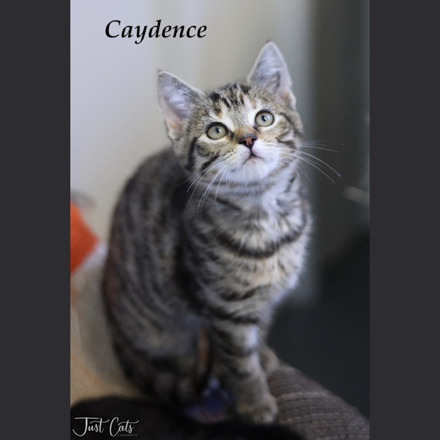 Photo of Caydence