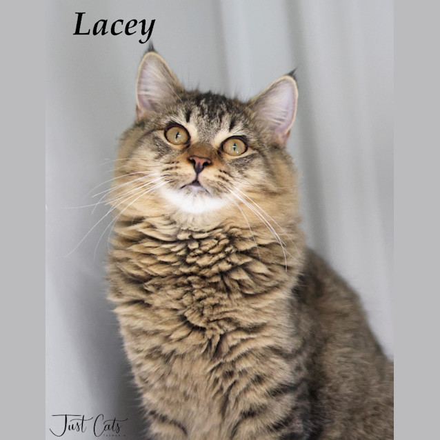 Photo of Lacey