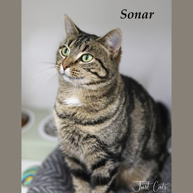 Photo of Sonar