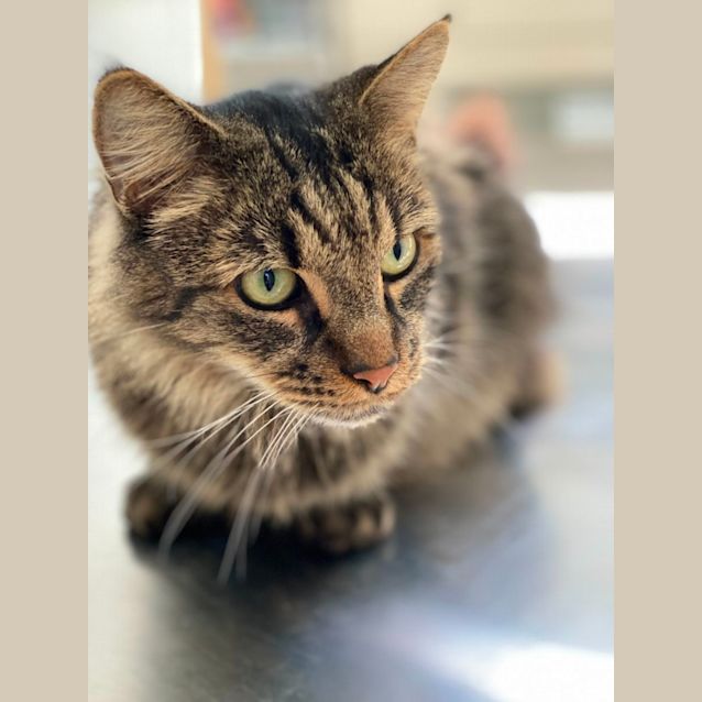 Photo of Simba (1882)