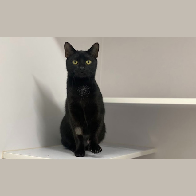 Photo of Violet