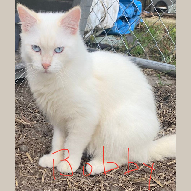 Photo of Bobby