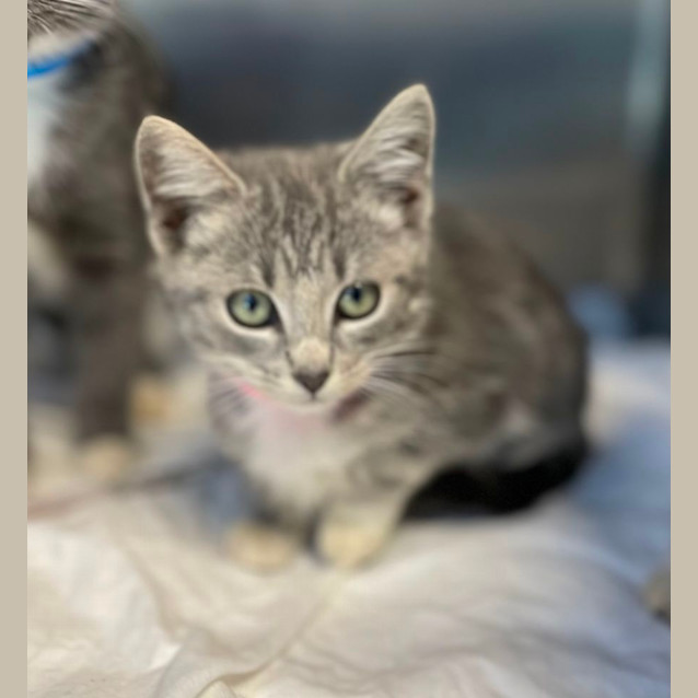 Photo of Pearl