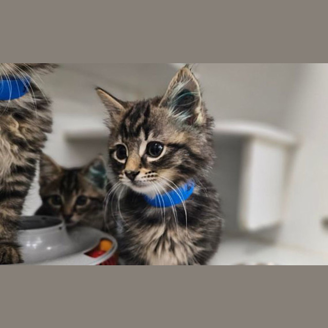 Photo of Bluebottle