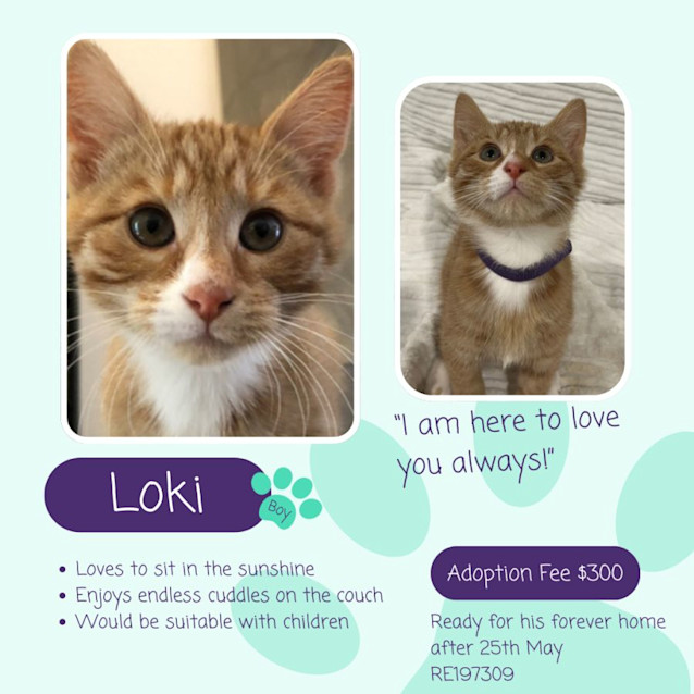 Photo of Loki