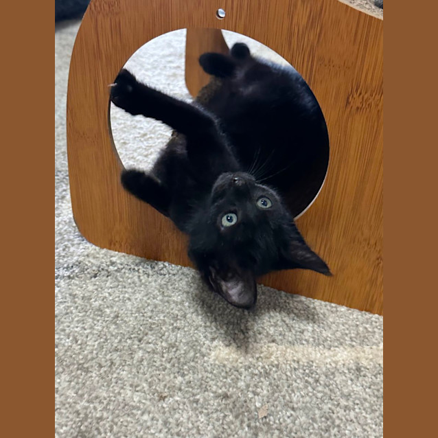 Photo of Zoey 😽🌷