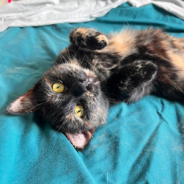 Photo of Pepita