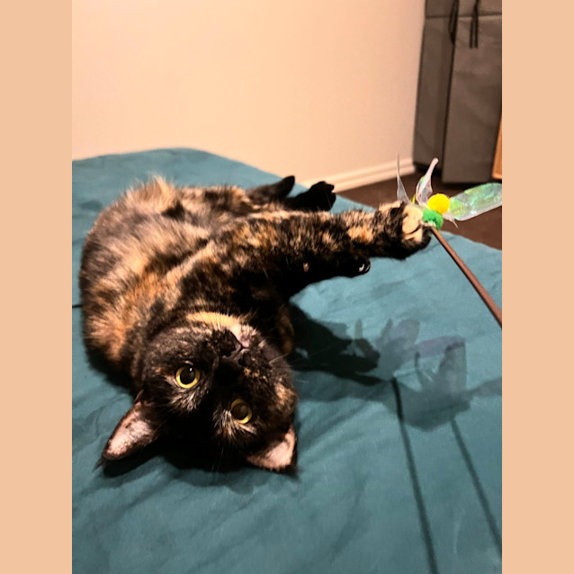 Photo of Pepita