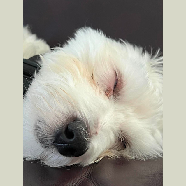 Photo of Olly   8 Month Old Maltese X Shih Tzu (Trial)