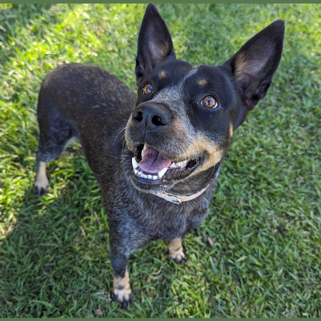 Photo of Lacey