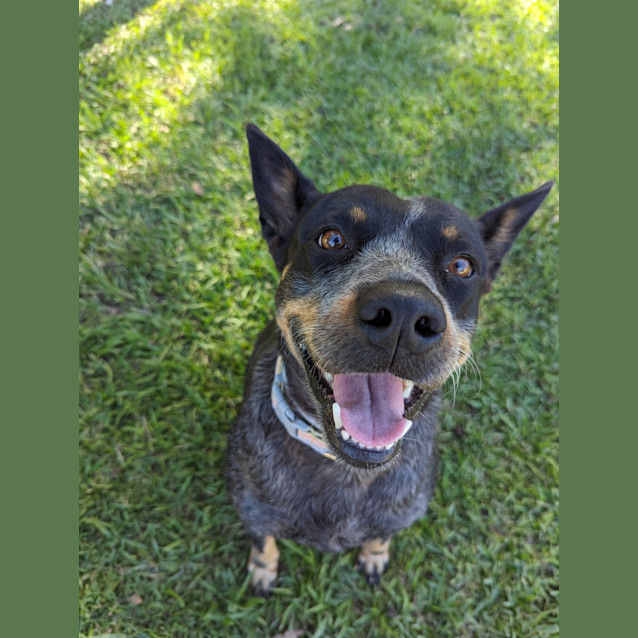 Photo of Lacey