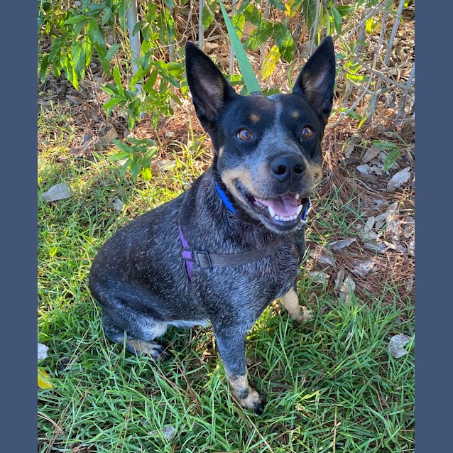 Photo of Lacey