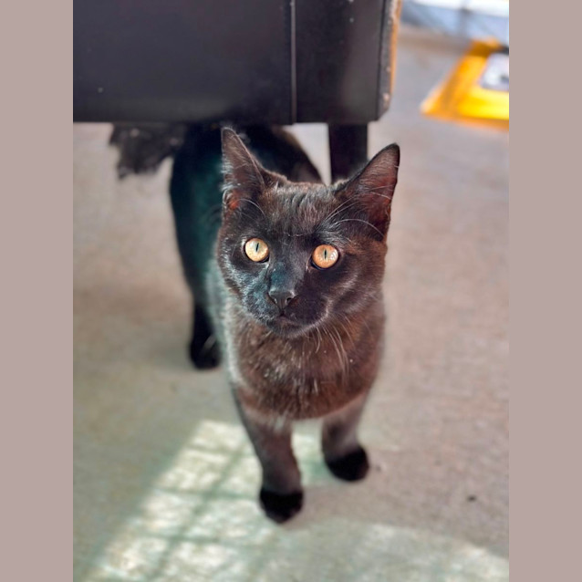 Photo of Salem