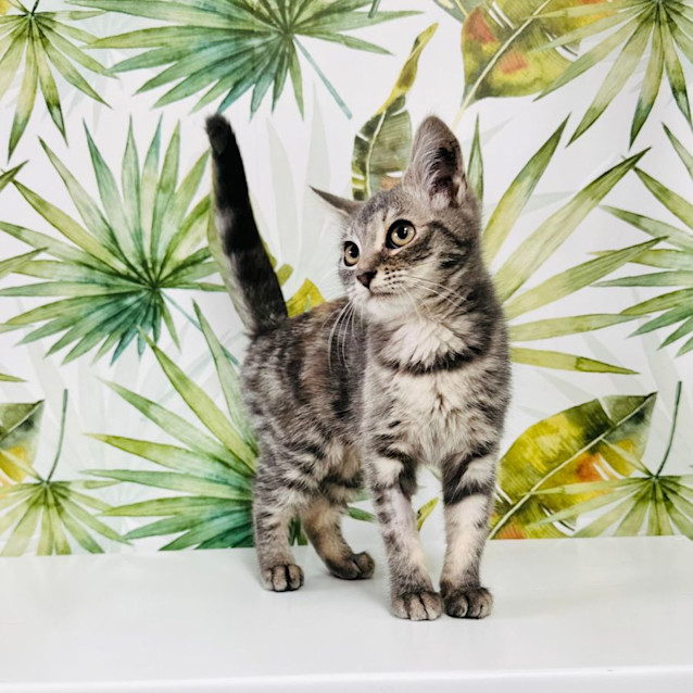 Photo of Tiki   Located In Keilor East