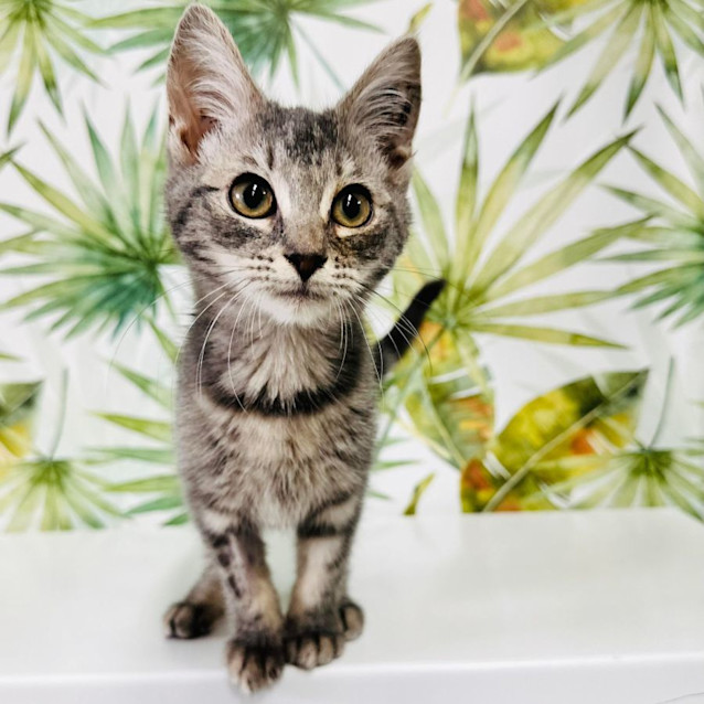 Photo of Tiki   Located In Keilor East