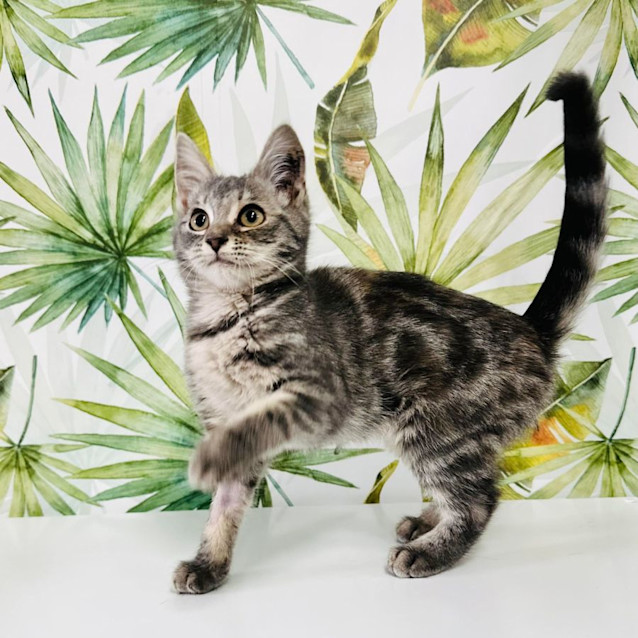 Photo of Tiki   Located In Keilor East