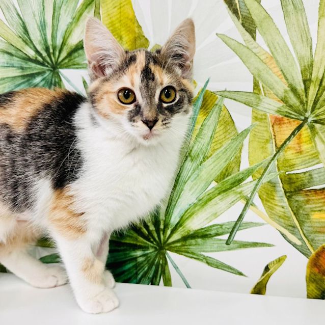 Photo of Meeko   Located In Keilor East