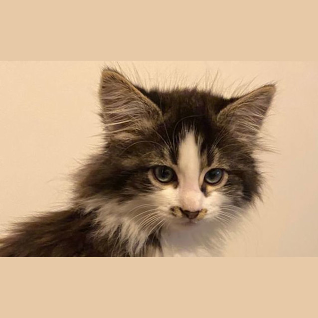 Photo of Bobi