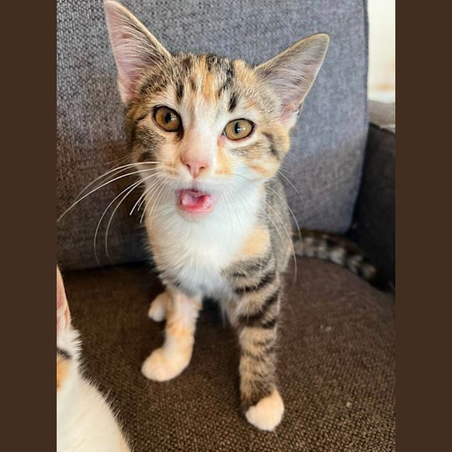 Photo of Electra   Located In Preston