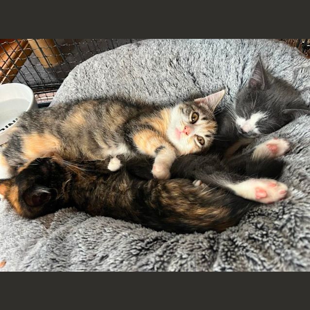 Photo of Electra   Located In Preston