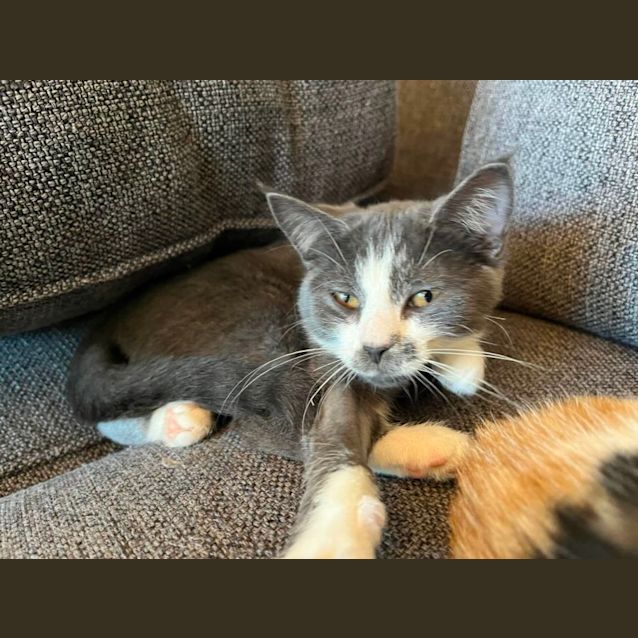 Photo of Keats   Meet Me At Vets On Parker Templestowe