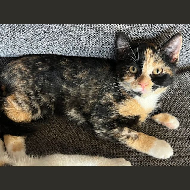 Photo of Peony   Located In Preston