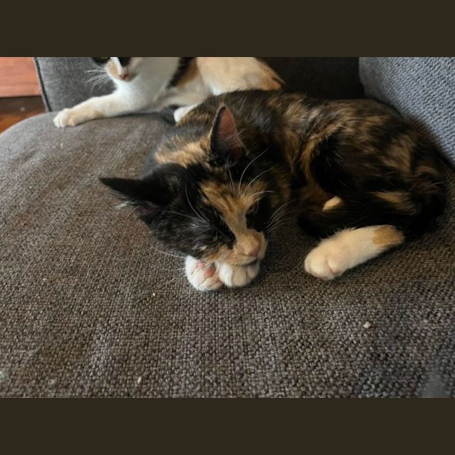 Photo of Peony   Located In Preston