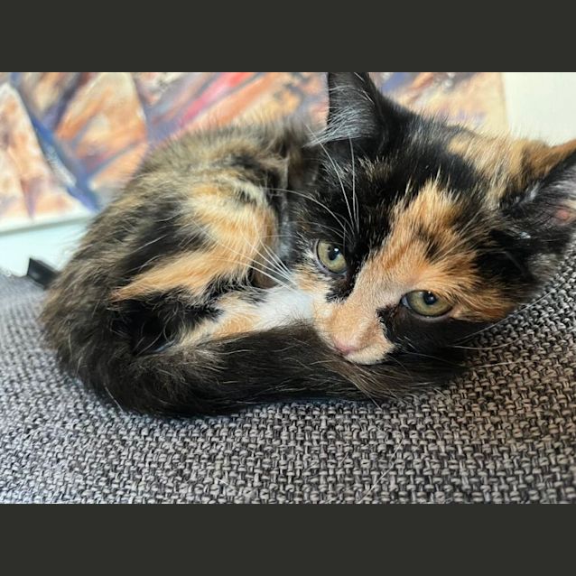 Photo of Peony   Located In Preston