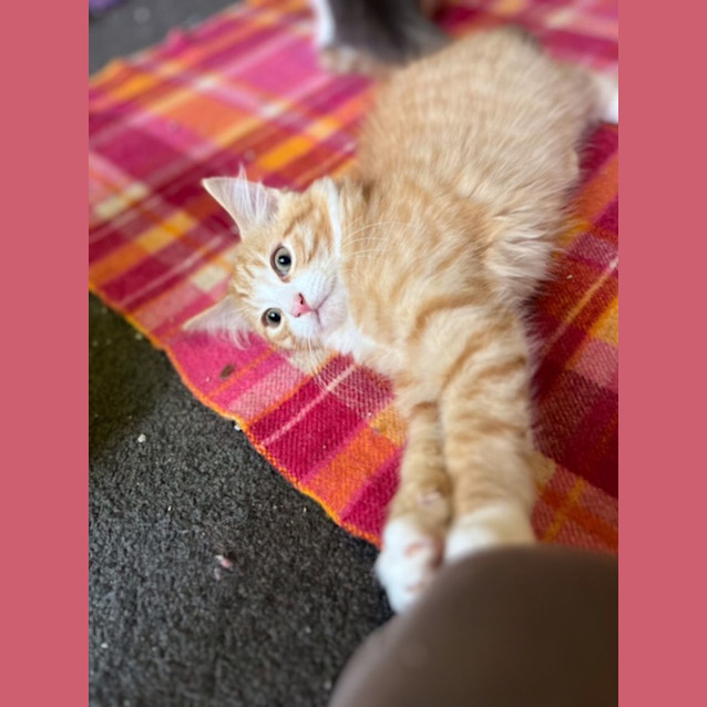 Photo of Clancy   Located In Preston