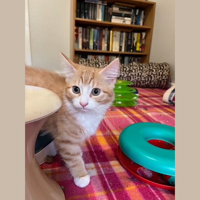Photo of Clancy   Located In Preston
