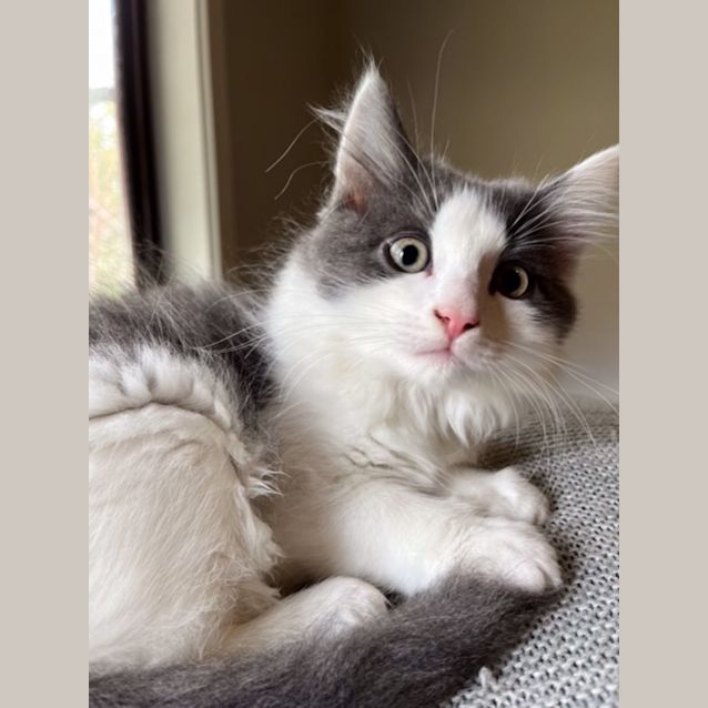 Photo of Bodhie   Located In Preston