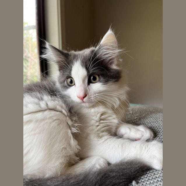 Photo of Bodhie   Located In Preston