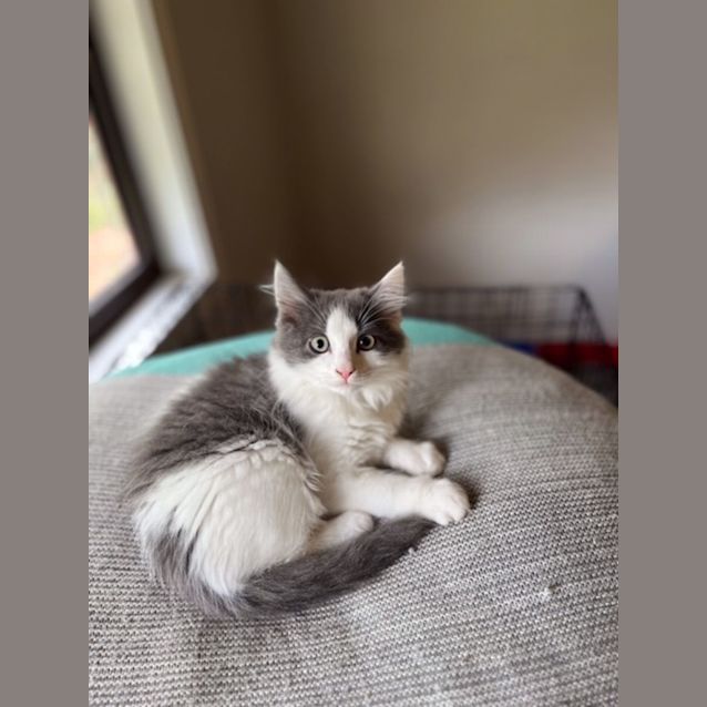 Photo of Bodhie   Located In Preston