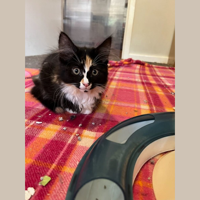 Photo of Nikita   Located In Keilor East 