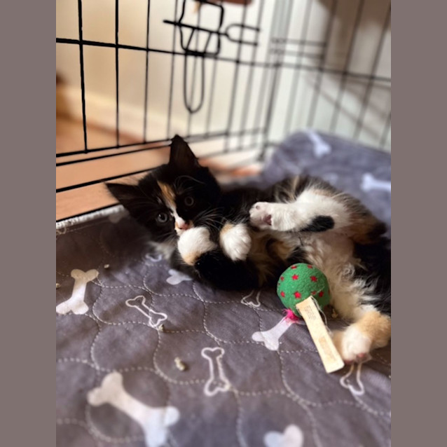 Photo of Nikita   Located In Keilor East 