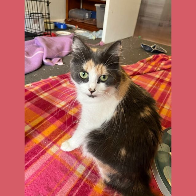 Photo of Molly   Located In Preston