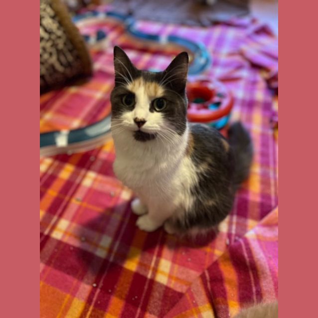 Photo of Molly   Located In Preston