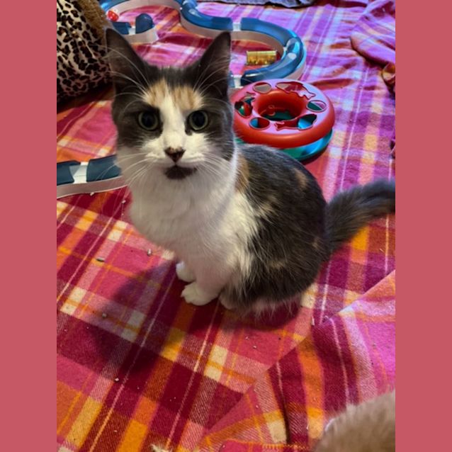 Photo of Molly   Located In Preston