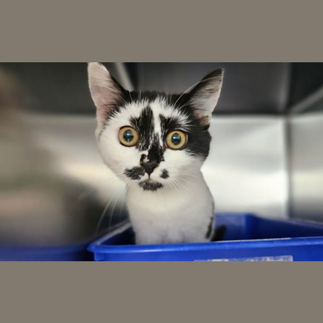 Photo of Estrella 