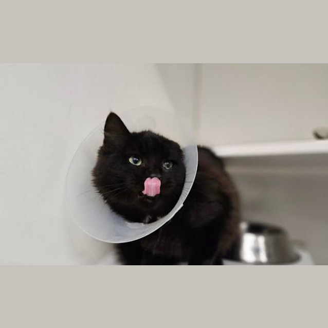 Photo of Smokey