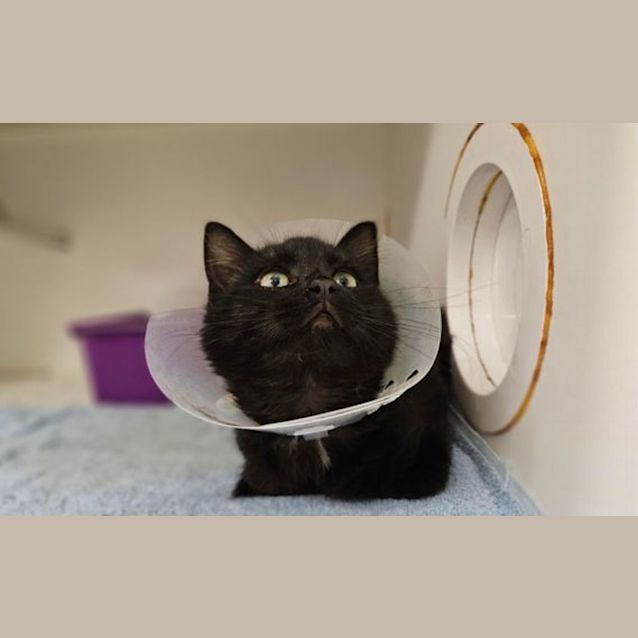 Photo of Shadow