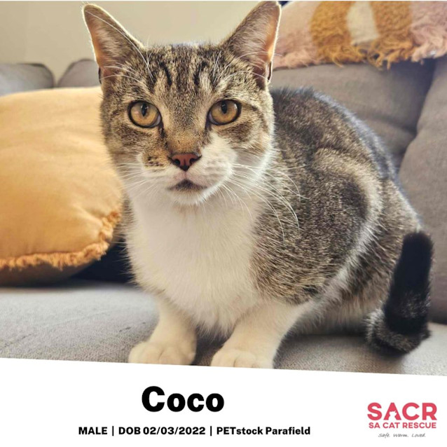 Photo of Coco