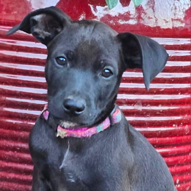 Photo of Bindi