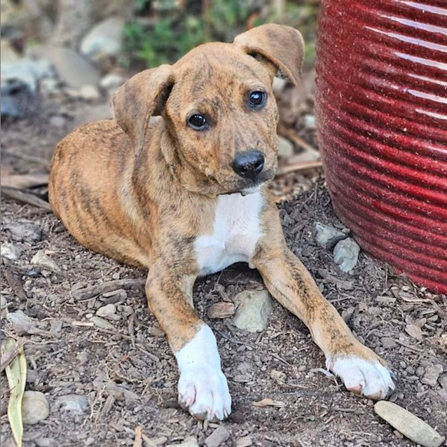 Photo of Cosmo
